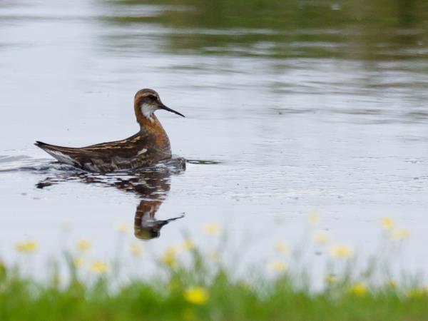 Shetland wildlife vacation, Scotand