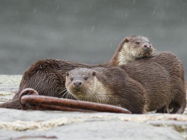 Shetland wildlife vacation, Scotand