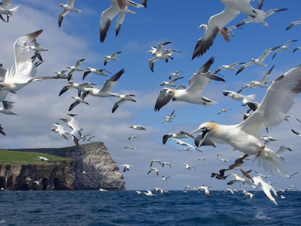 Shetland wildlife vacation, Scotand