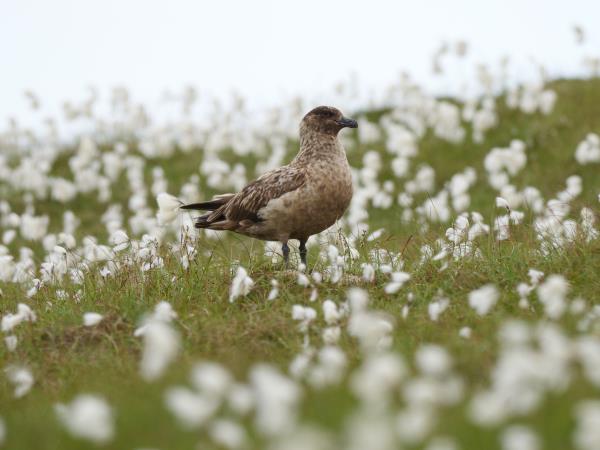 Shetland wildlife vacation, Scotand