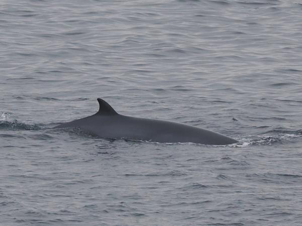 Outer Hebrides wildlife vacation, Scotland