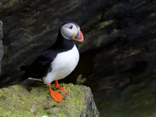 Outer Hebrides wildlife vacation, Scotland