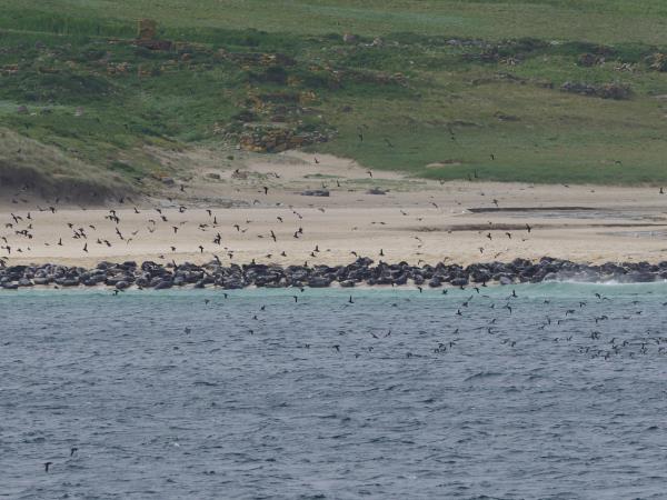 Outer Hebrides wildlife vacation, Scotland