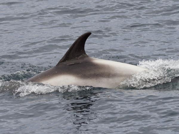 Outer Hebrides wildlife vacation, Scotland