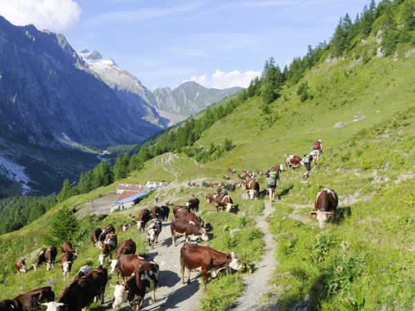 Womens only Tour du Mont Blanc guided walking vacation