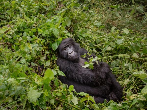 Primate tracking and safari vacation, Uganda