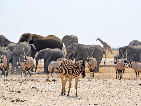 2 week self-drive in Namibia