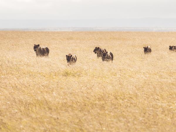 Kenya safari and cultural vacation