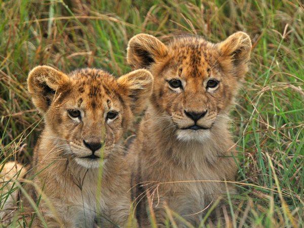 Southern Tanzania safari and Zanzibar vacation