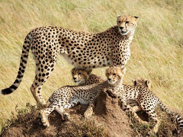Southern Tanzania safari and Zanzibar vacation
