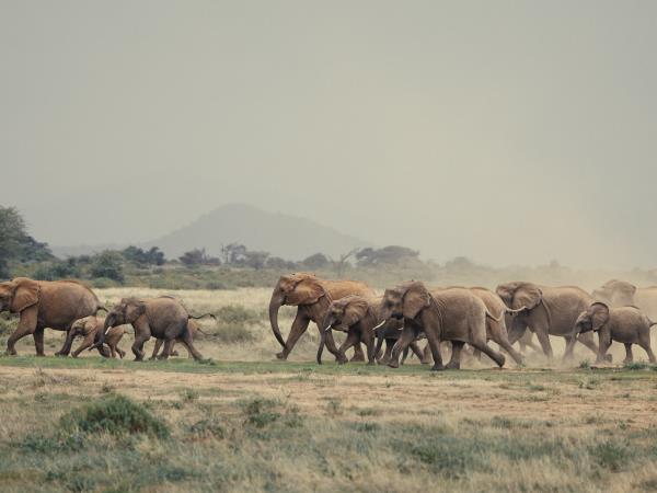 Kenya culture and wilderness safari vacation