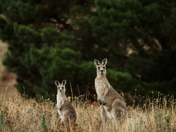 Australia tour, outback & reef