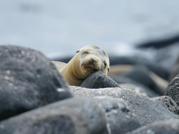 Galapagos & Ecuador tailor made vacations