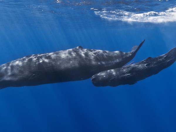 Pico rare whale watching vacation, Azores
