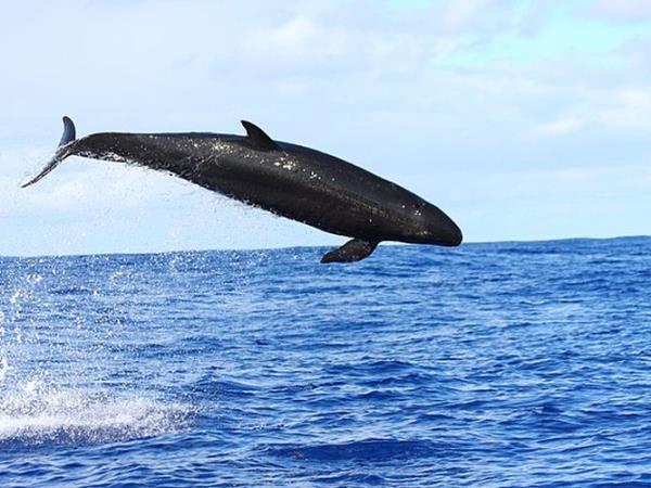Pico rare whale watching vacation, Azores