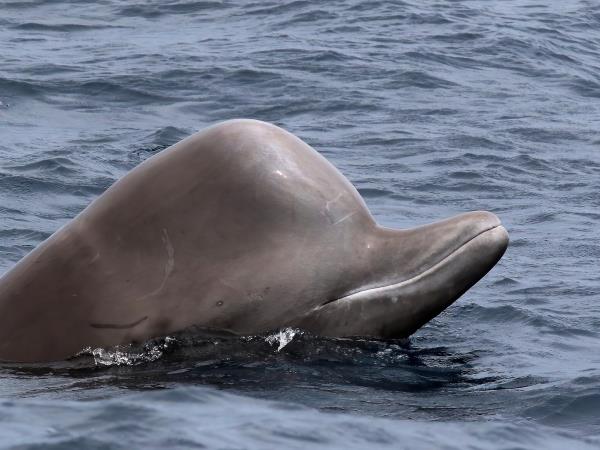 Pico rare whale watching vacation, Azores
