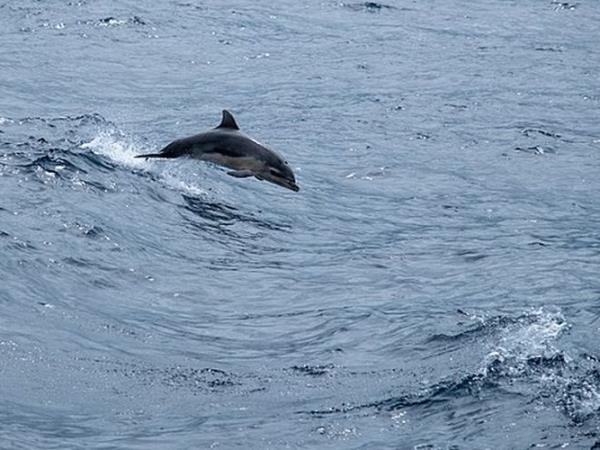 Pico rare whale watching vacation, Azores