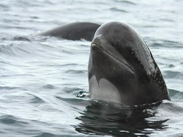 Pico rare whale watching vacation, Azores