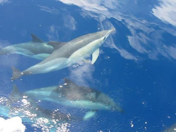 Pico rare whale watching vacation, Azores