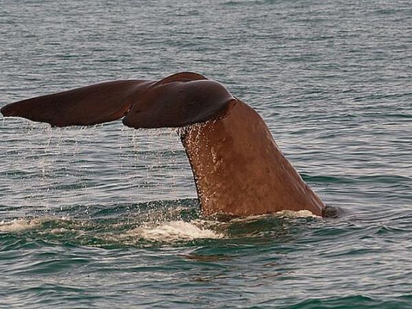 Pico rare whale watching vacation, Azores