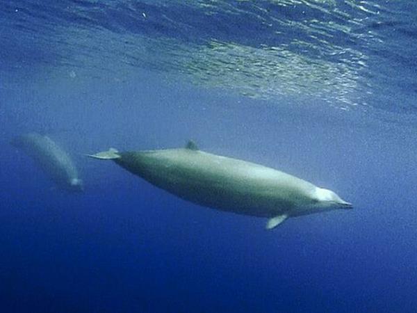 Pico rare whale watching vacation, Azores