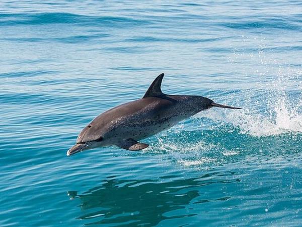 Pico rare whale watching vacation, Azores