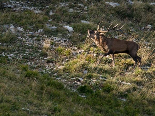 Italy wildlife vacation, Abruzzo