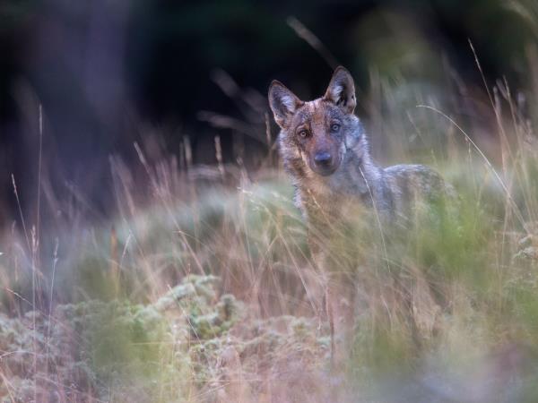 Italy wildlife vacation, Abruzzo