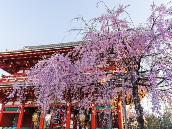 Essential Japan family tour, 8 days 