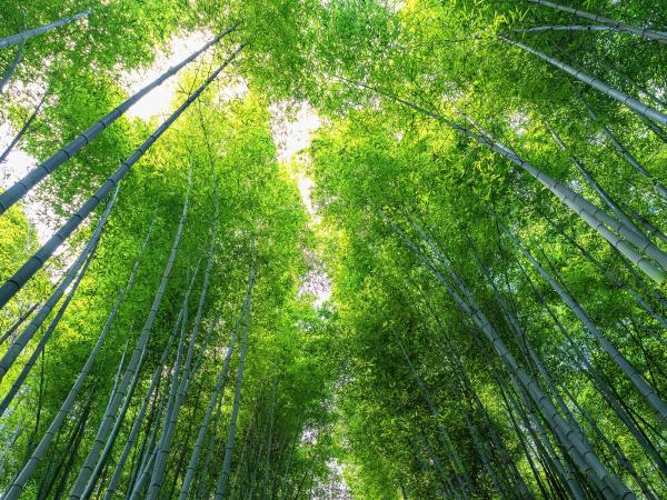 Essential Japan family tour, 8 days 
