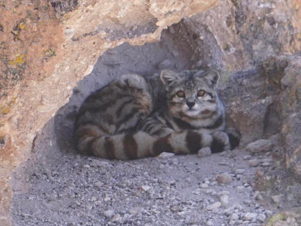Andean Mountain Cat expedition, Chile