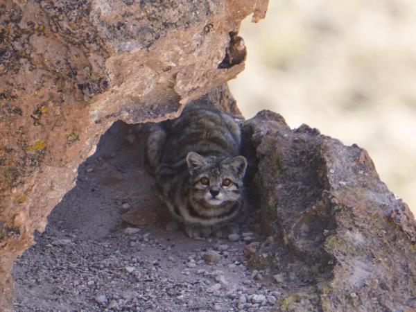 Andean Mountain Cat expedition, Chile