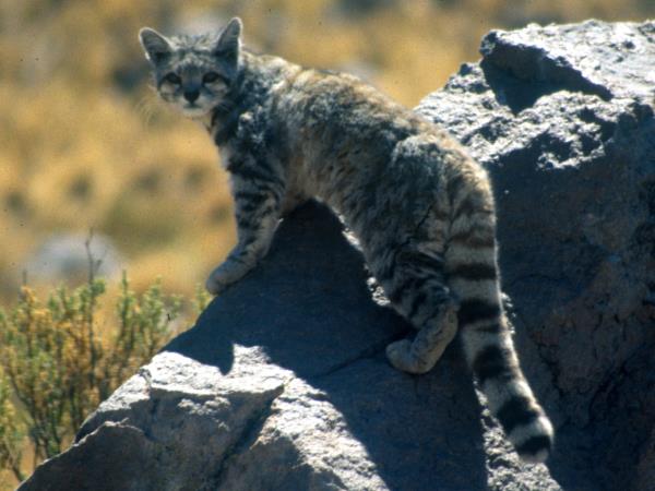 Andean Mountain Cat expedition, Chile