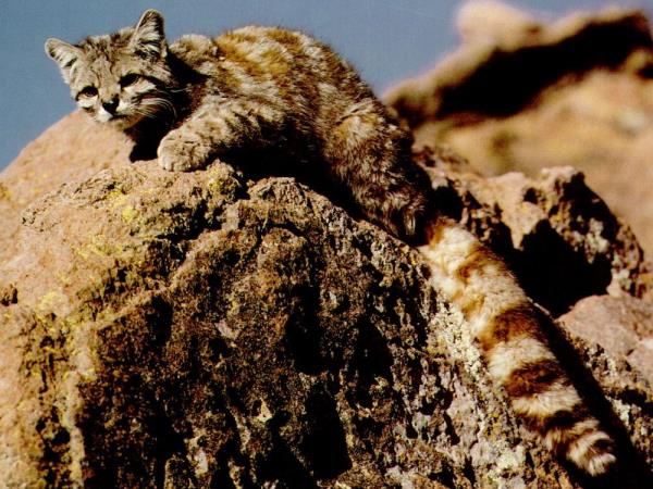 Andean Mountain Cat expedition, Chile