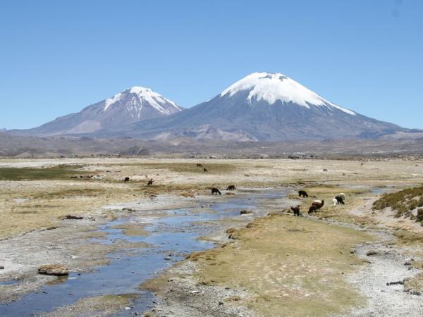 Andean Mountain Cat expedition, Chile