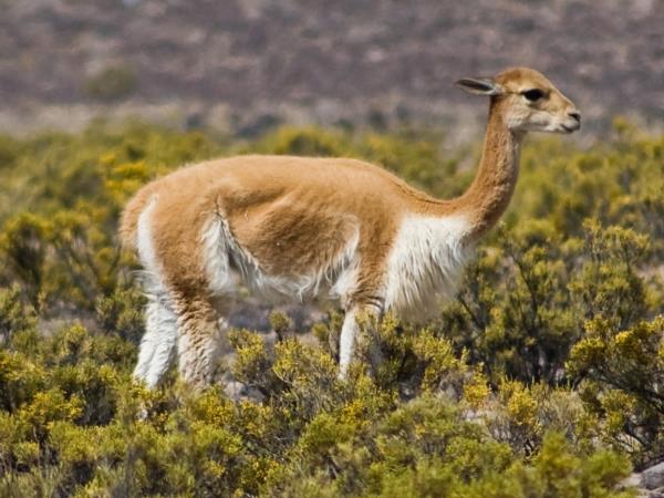 Andean Mountain Cat expedition, Chile