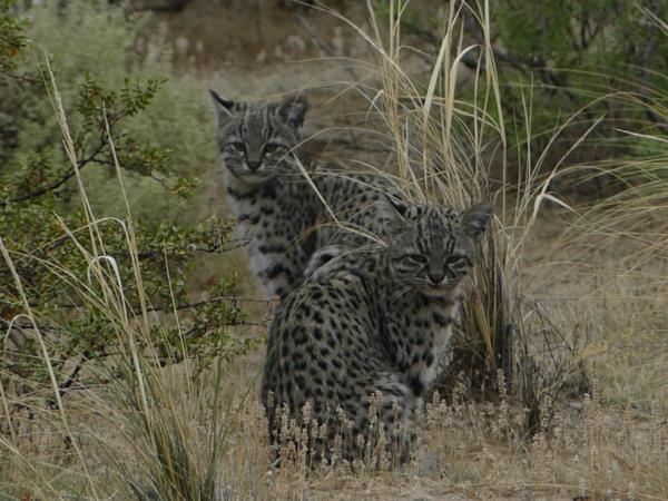 Argentina wildlife tour