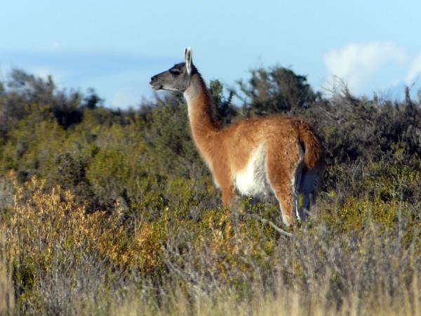 Argentina wildlife tour