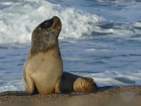 Argentina wildlife tour