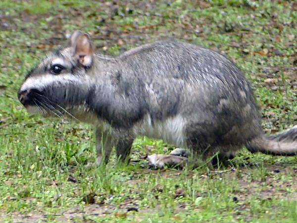 Argentina wildlife tour