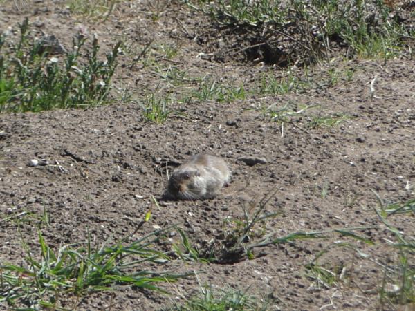 Argentina wildlife tour