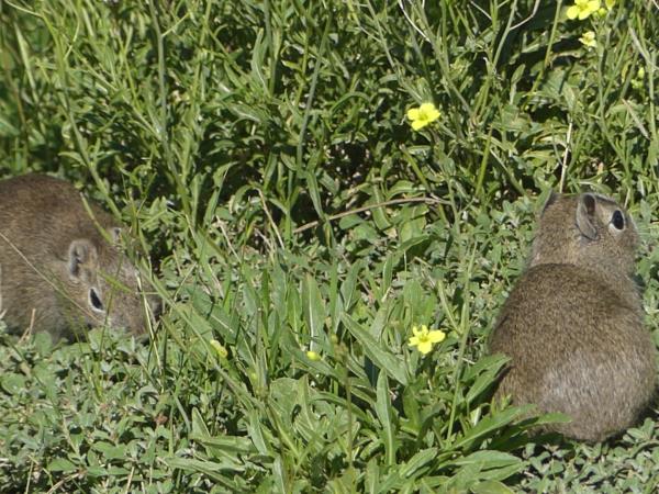 Argentina wildlife tour