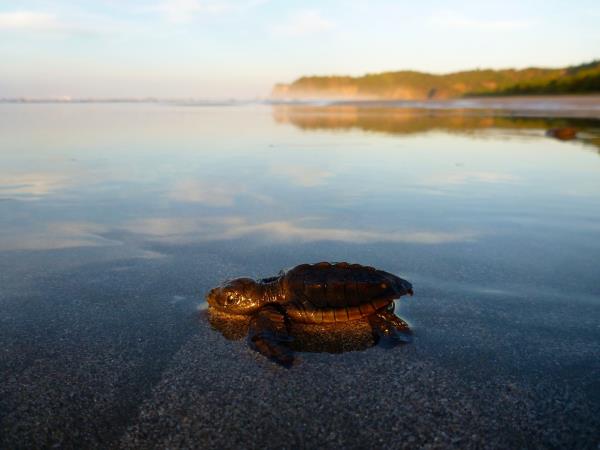 Turtle conservation vacation in Costa Rica