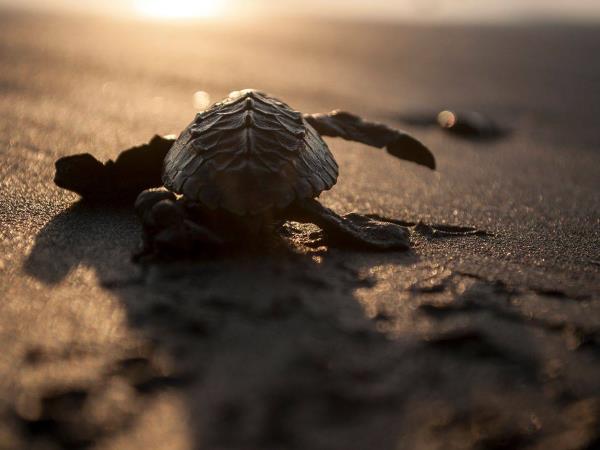 Turtle conservation vacation in Costa Rica