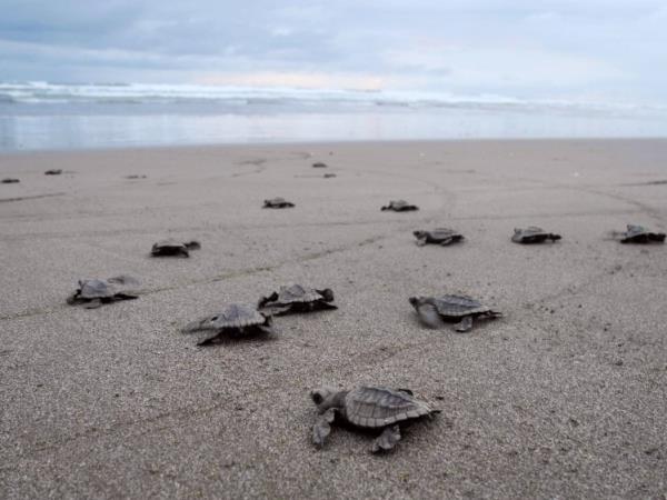 Turtle conservation vacation in Costa Rica