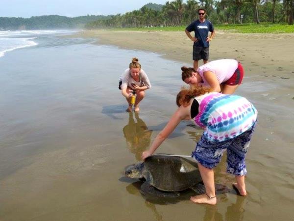 Turtle conservation vacation in Costa Rica