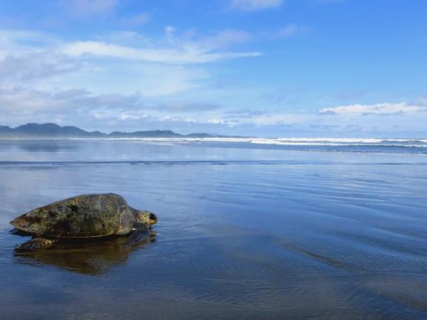 Turtle conservation vacation in Costa Rica