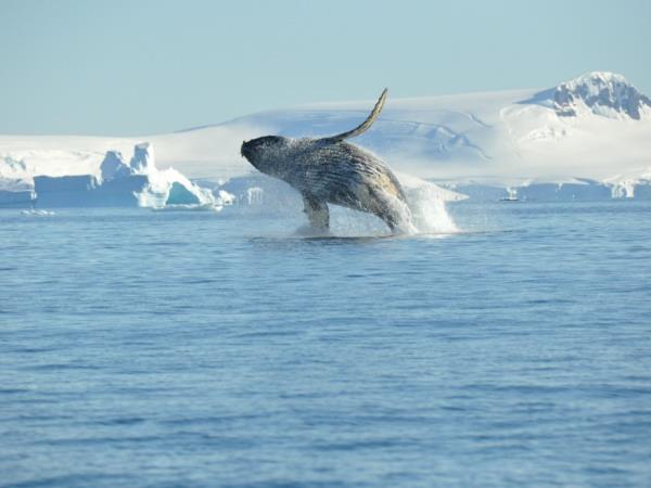Antarctica, South Georgia & Falklands luxury cruise