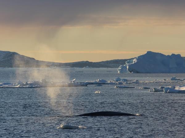 Antarctica, South Georgia & Falklands luxury cruise