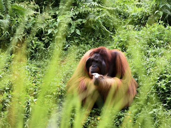 Malaysia tours, rainforests and beaches
